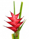 blomster