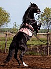 hest