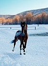 hest