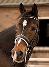 hest