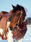 hest