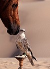 hest