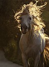 hest