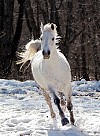 hest