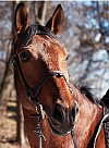hest