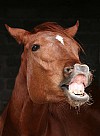 hest