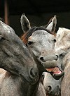 hest