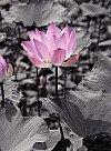 blomster