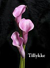 Tillykke