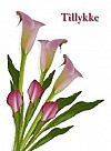 Tillykke