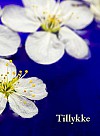 Tillykke