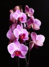 blomster