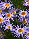 blomster