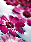 blomster