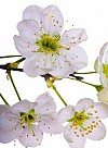 blomster