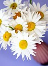 blomster